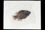 Fossil Fish (Cockerellites) - Green River Formation #96933-1